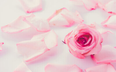 September blooms – New Beginnings