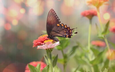 Sahasra: New Beginnings